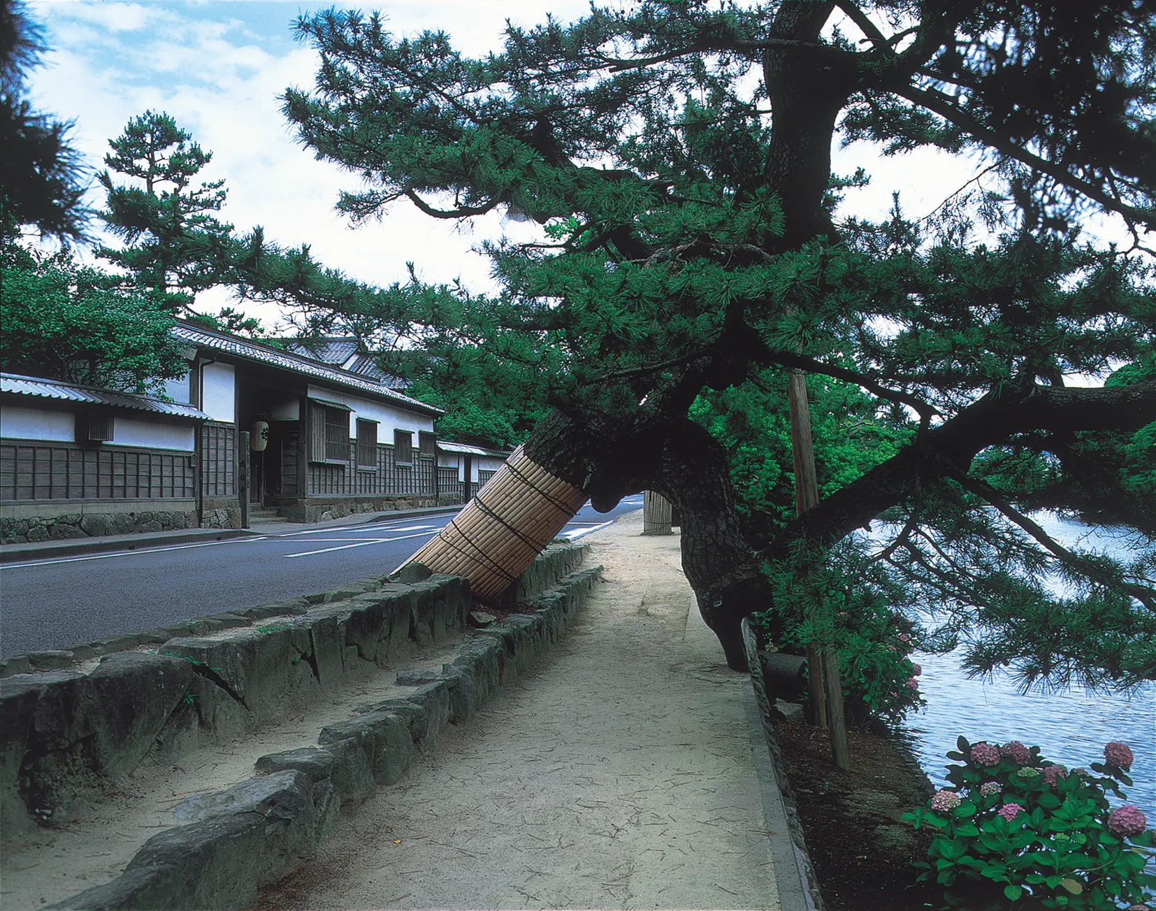 Pine tree wrapped in straw by the moat in the Shiomi Nawate samurai quarter